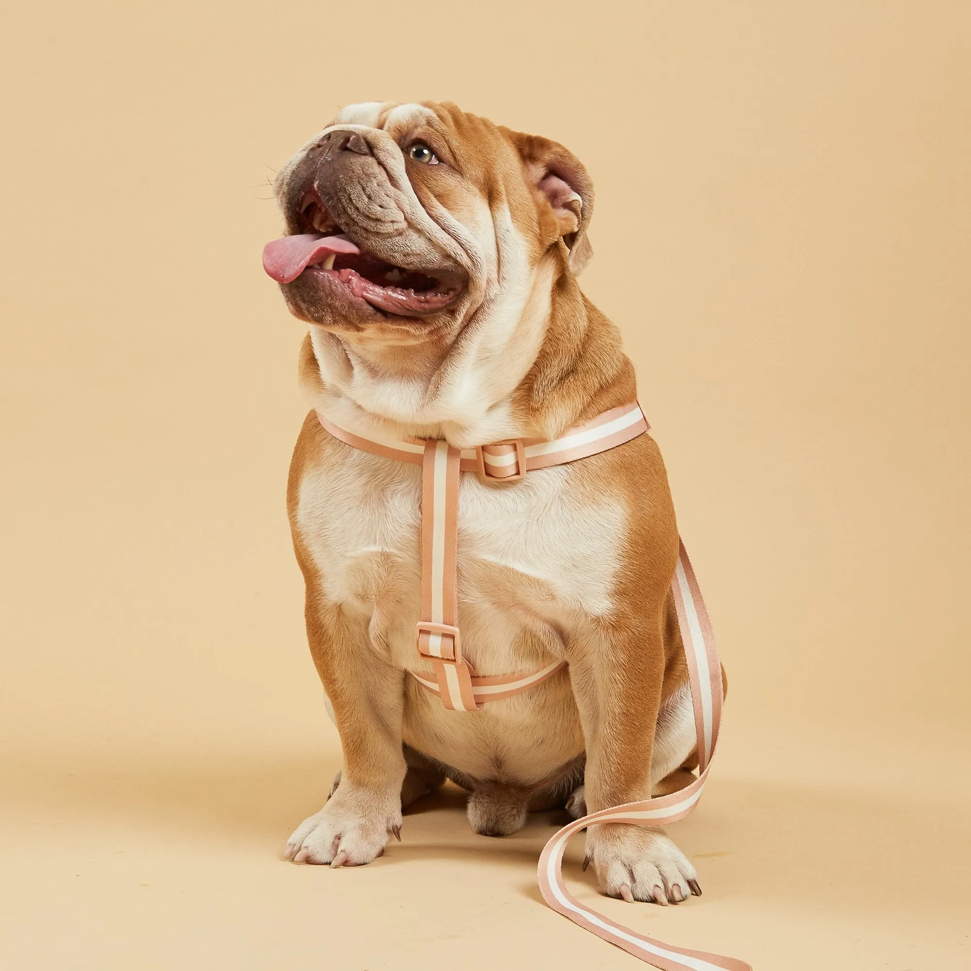 Champagne Stripe Fabric Dog Harness