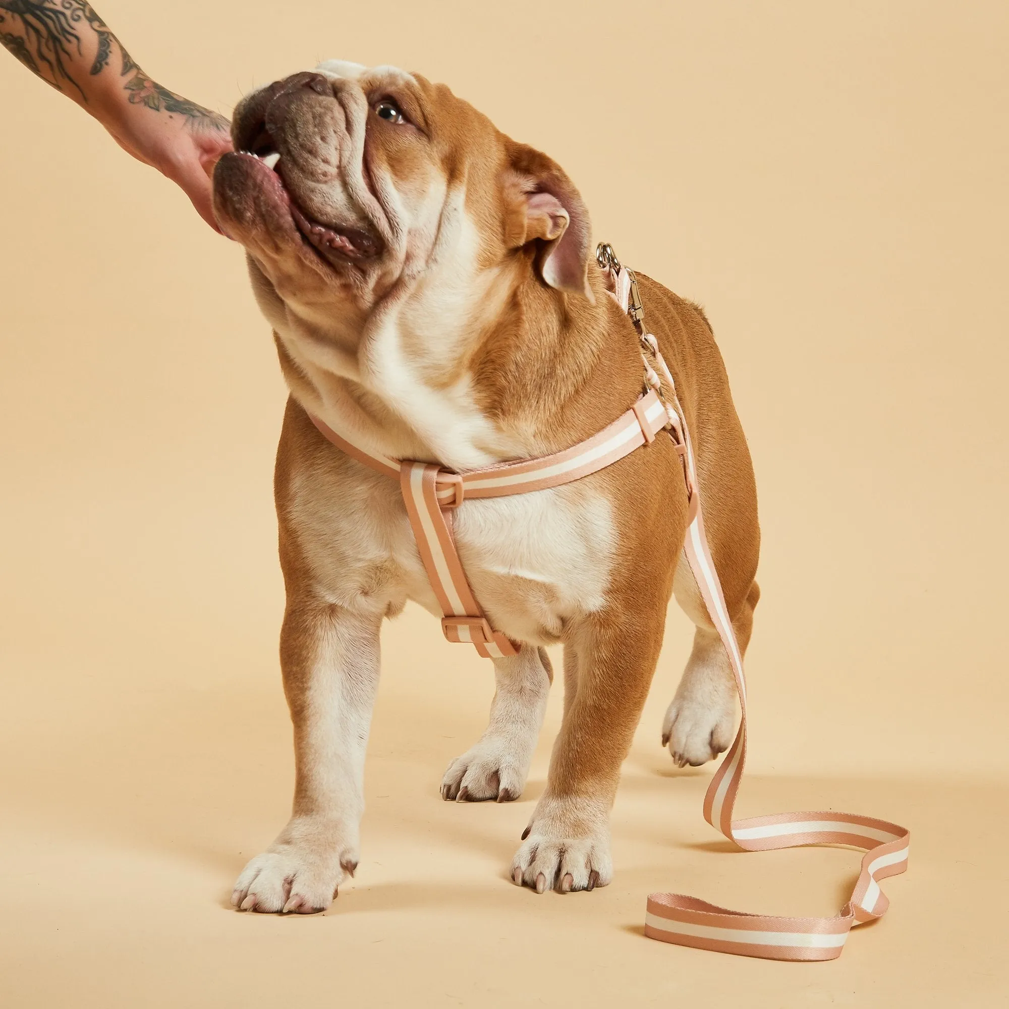 Champagne Stripe Fabric Dog Harness
