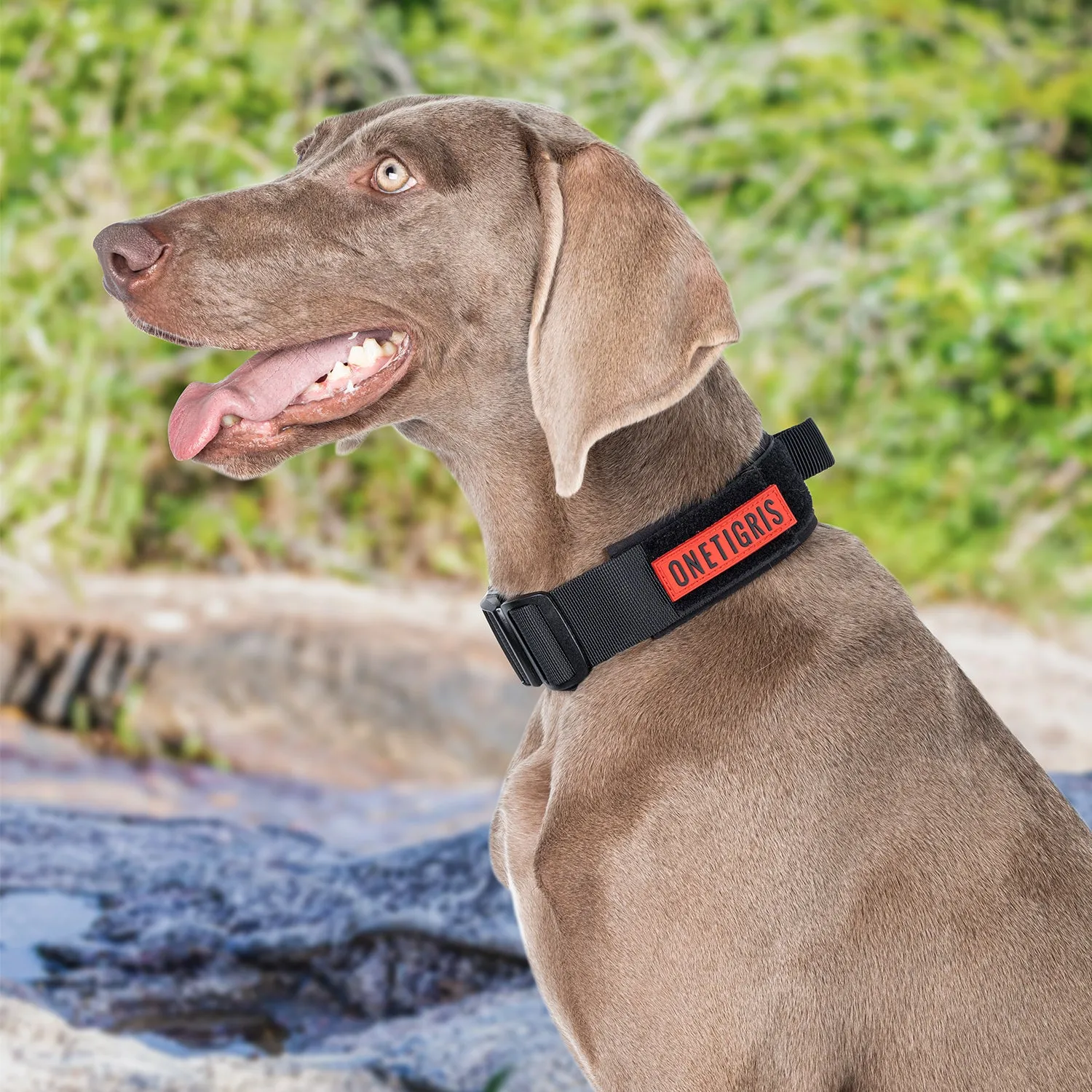 ONETIGRIS Dog Collar 08