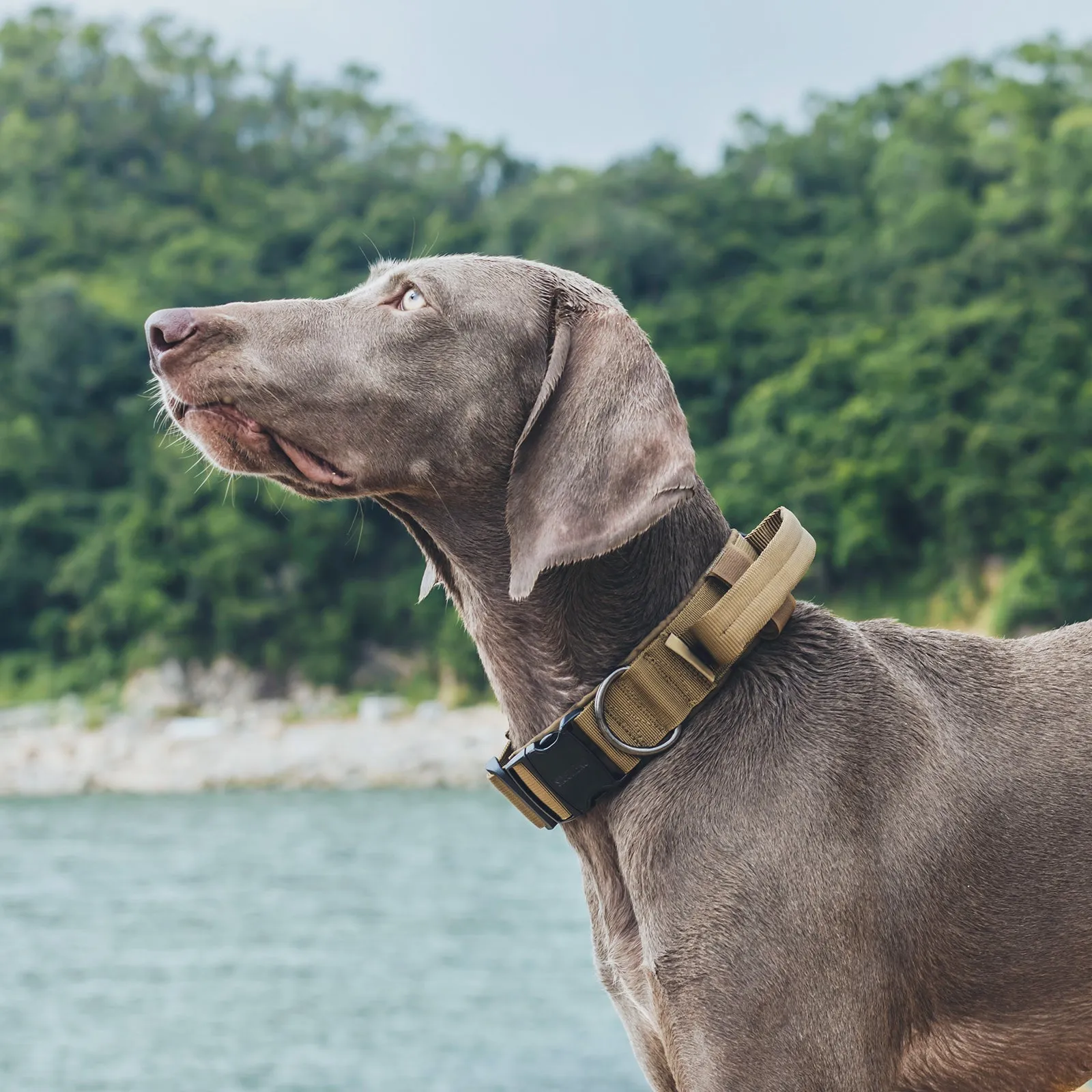 ONETIGRIS Dog Collar 08